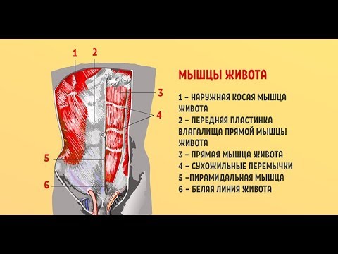 Золотое упражнение &quot;Сотня&quot; для множества мышц брюшной полости!