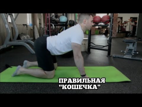 Упражнение Кошечка. Правильная техника выполнения.