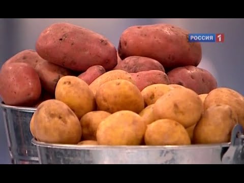 Картофель - польза и вред. Описание, калорийность и характеристика картофеля