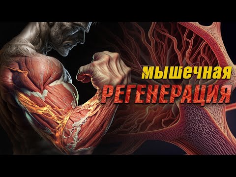 Как ускорить Регенерацию Мышц (Восстановление Мышечной Ткани)