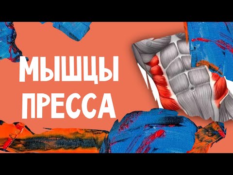 Миология / мышцы живота / мышцы пресса / анатомия мышц живота