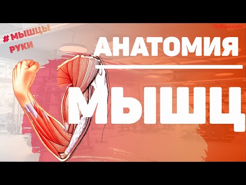 Мышцы руки / Мышцы верхней конечности / Анатомия мышц верхней конечности / МИОЛОГИЯ /