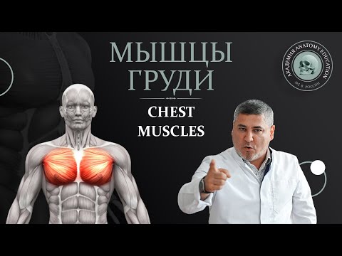 Мышцы груди / Chest muscles