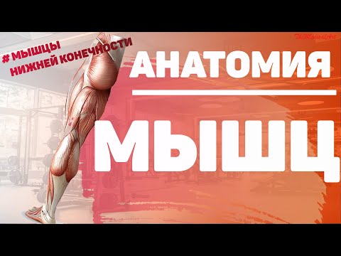 Мышцы ноги / Мышцы нижней конечности / Анатомия мышц нижней конечности / МИОЛОГИЯ /