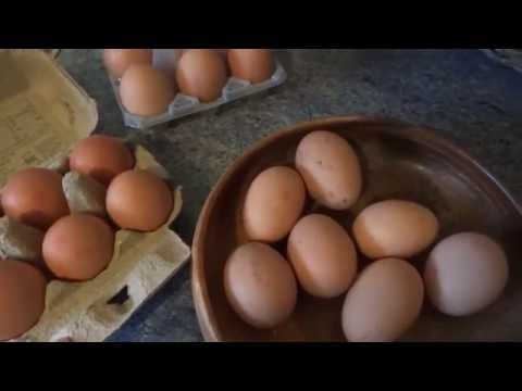 Чем отличаются домашние яйца от магазинных?