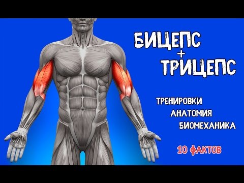 БИЦЕПС и ТРИЦЕПС. 10 ФАКТОВ. Тренировки, Анатомия, Биомеханика