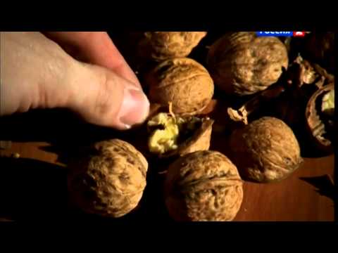 Грецкие орехи колет Денис Цыпленков