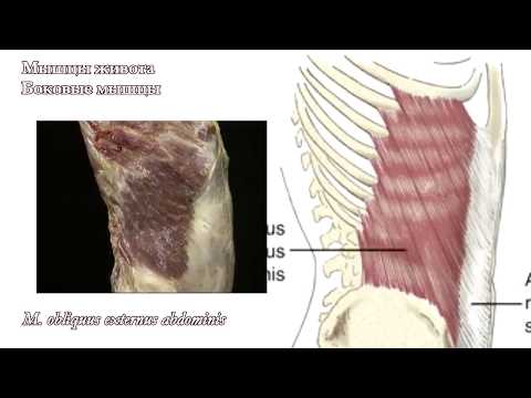 Мышцы живота: функциональная анатомия
