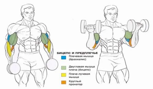 Подъем гантелей на бицепс: техника выполнения, ошибки