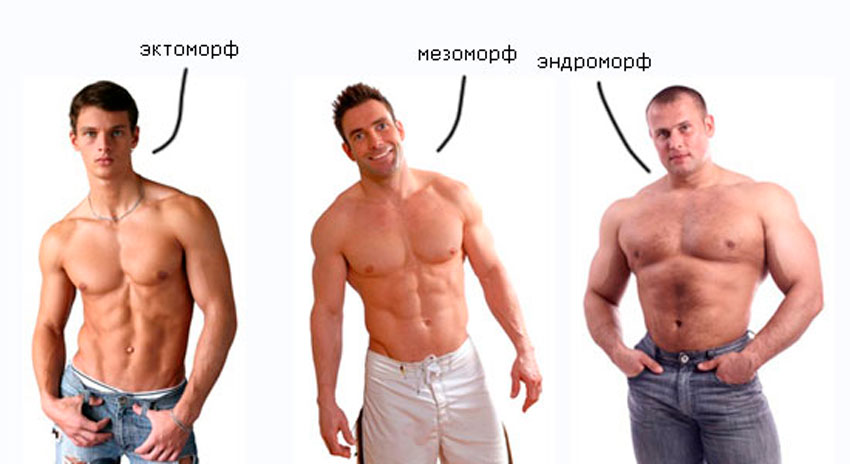 Типы телосложений для набора мышечной массы
