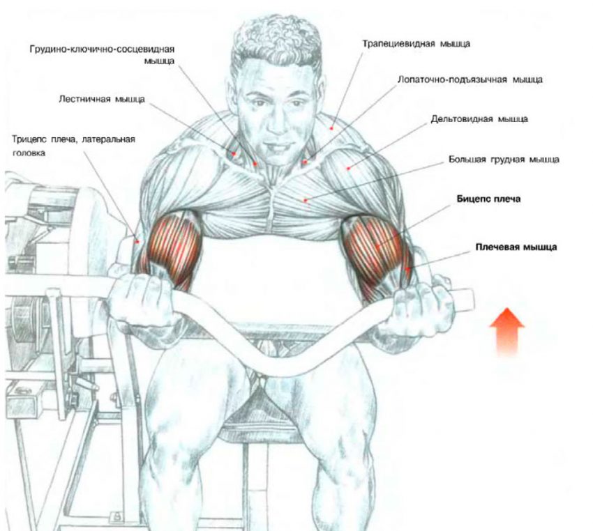 какие мышцы работают