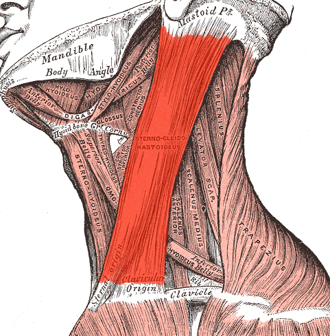 Анатомия шеи