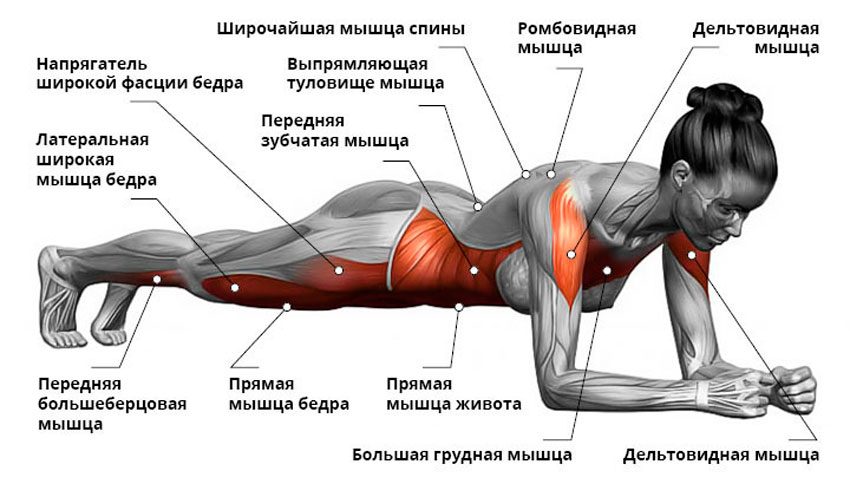 какие мышцы работают