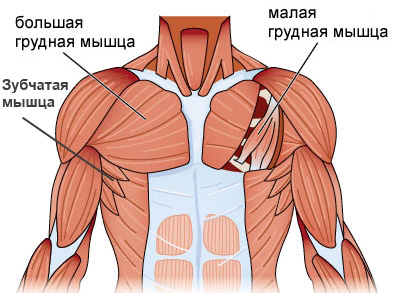 грудные мышцы анатомия