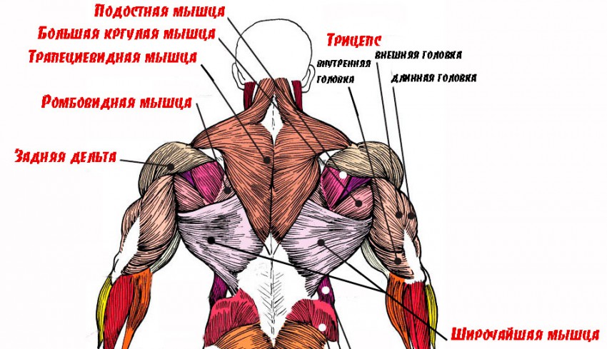 мышцы спины анатомия