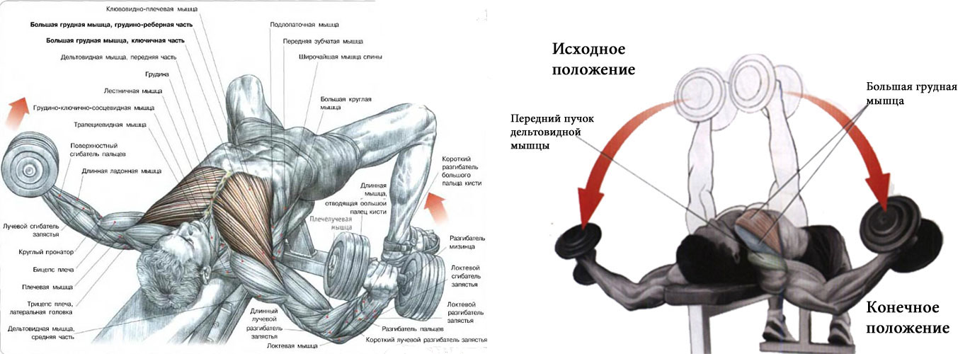 Концентрический режим работы мышц
