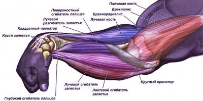 Круглый пронатор фото