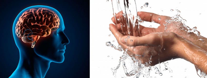 Влияние воды на функции мозга