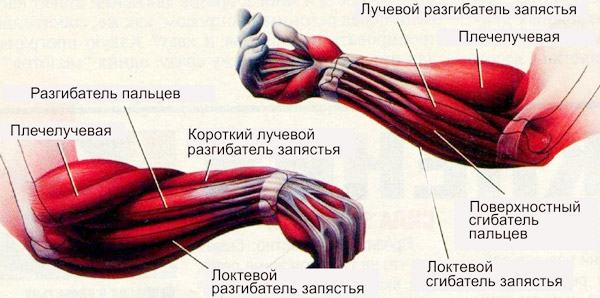 предплечье анатомия
