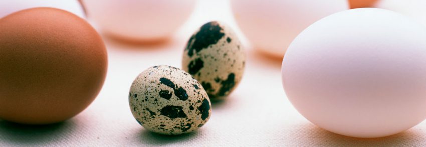 Куриные и перепелиные яйца