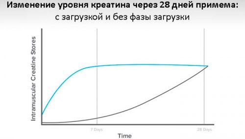 Прием креатина с загрузкой схема