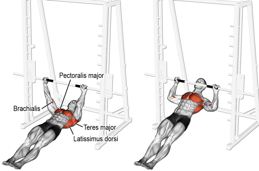 Горизонтальные подтягивания: техника выполнения, какие мышцы работают