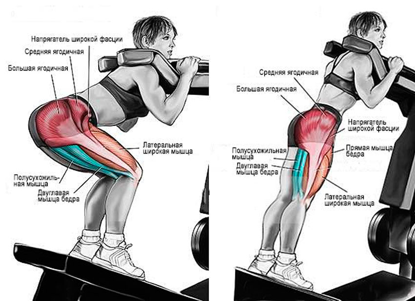Какие мышцы работают