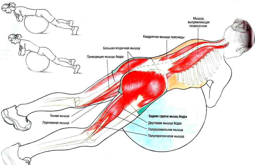 Поясница бедра. Укрепление мышц разгибателей спины упражнения. Мышцы разгибатели позвоночника упражнения. Упражнения на выпрямляющую позвоночник мышцу спины. Мышца разгибающая позвоночник упражнения.