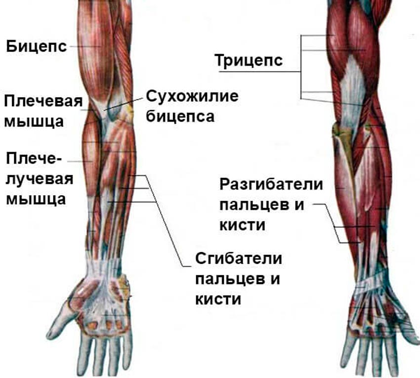Анатомия руки картинка