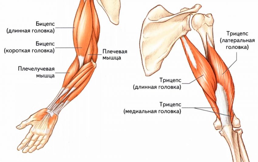 Трицепс или трехглавая мышца плеча