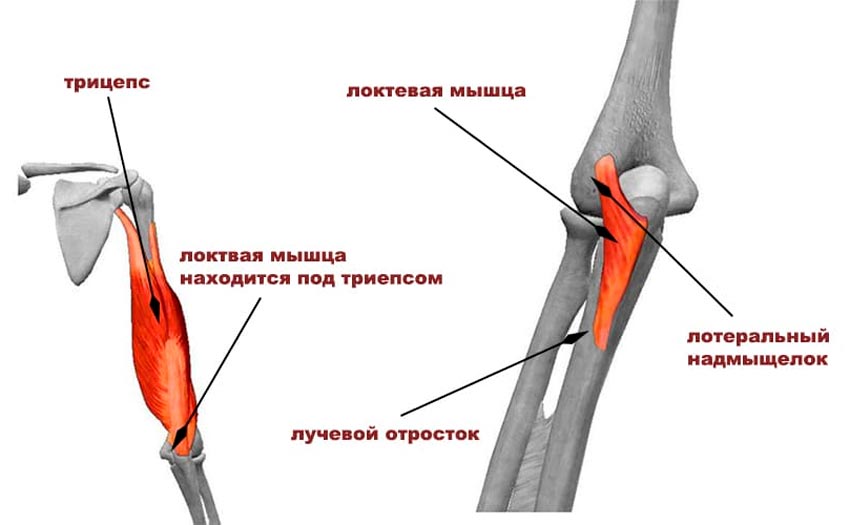 Локтевой сустав мышцы и сухожилия. Сухожилия локтевого сустава анатомия. Места прикрепления локтевой мышцы. Локтевой сустав анатомия строение функции мышцы. Локтевая мышца плеча анатомия.