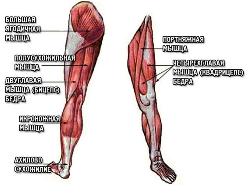 Мышцы ног человека анатомия картинки