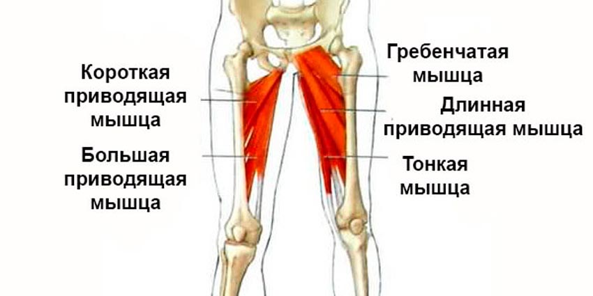 Приводящие мышцы ног