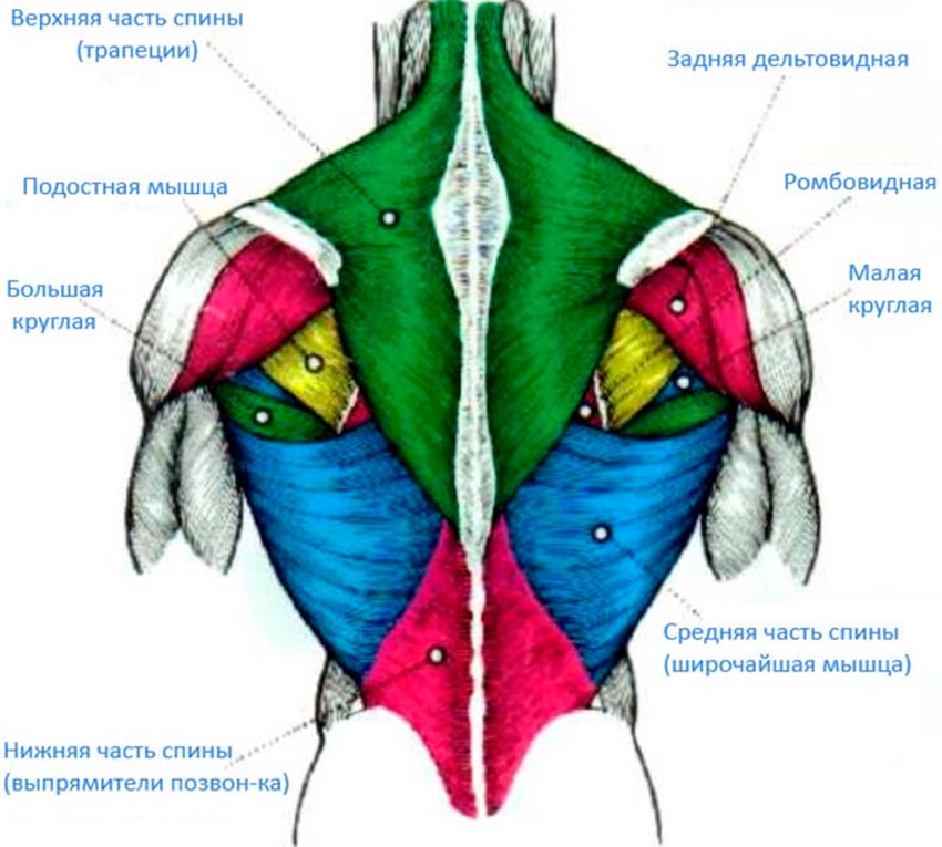 поясница анатомия мышц